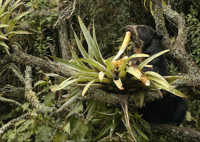 Feb0514 Greeting Card featuring the photograph Spectacled Bear Feeding On Bromeliads by Pete Oxford