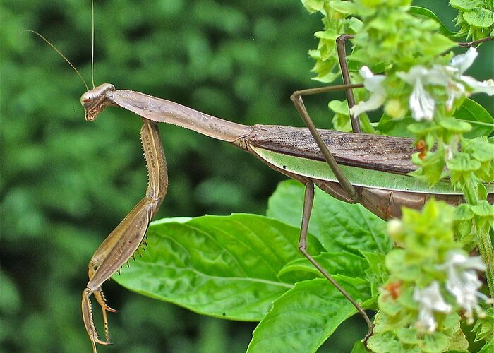 Praying Mantis Greeting Card featuring the photograph Spice Stalker by Rhonda Leonard