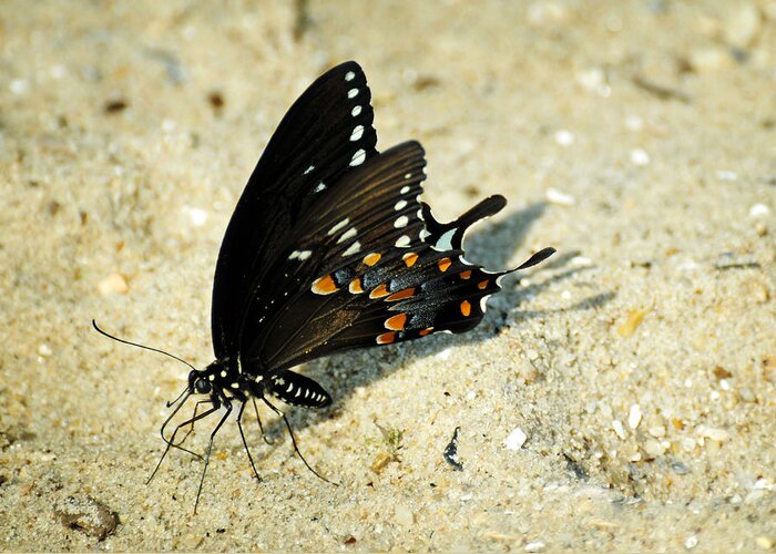Papilio Troilus Greeting Card featuring the photograph Spicebush Swallowtail Papilio troilus by Rebecca Sherman