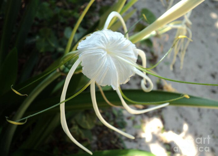 Beach Greeting Card featuring the photograph Spider Lily1 by Megan Dirsa-DuBois