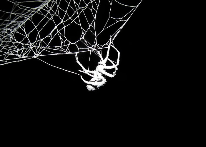 Spider Greeting Card featuring the photograph Spider by Natasha Denger