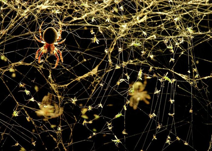 Animal Greeting Card featuring the photograph Spider On A Web Covered In Flies by Thierry Berrod, Mona Lisa Production/ Science Photo Library