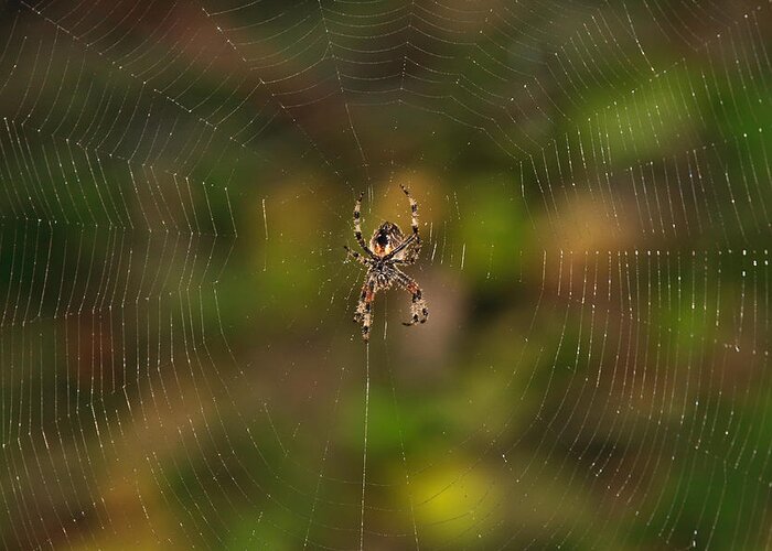 Garden Greeting Card featuring the photograph Spider Web by Beth Sargent