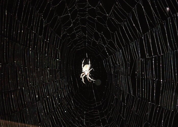 Spider Greeting Card featuring the photograph Spider Web by Chris Montcalmo