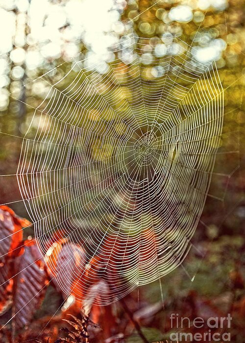 Background Greeting Card featuring the photograph Spider Web by Edward Fielding
