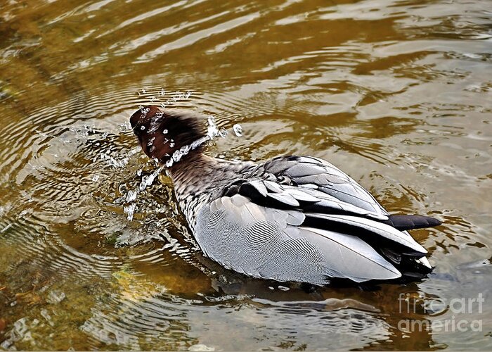 Photography Greeting Card featuring the photograph Spin Dry Duck by Kaye Menner