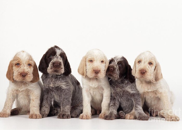 Dog Greeting Card featuring the photograph Spinone Puppy Dogs by John Daniels