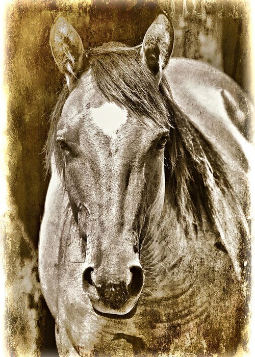Animal Greeting Card featuring the photograph Spirit by Lana Trussell