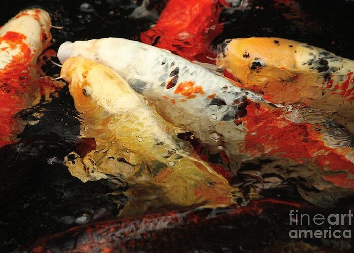 Koi Fish Greeting Card featuring the photograph Splash of Koi Color by Veronica Batterson