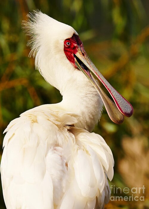 Spoonbill Greeting Card featuring the photograph Spoonbill in a tree by Nick Biemans