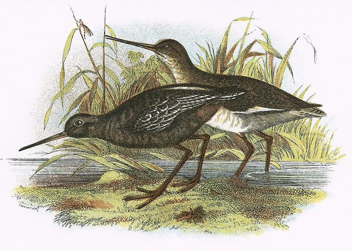 British Birds Greeting Card featuring the photograph Spotted Redshank by English School