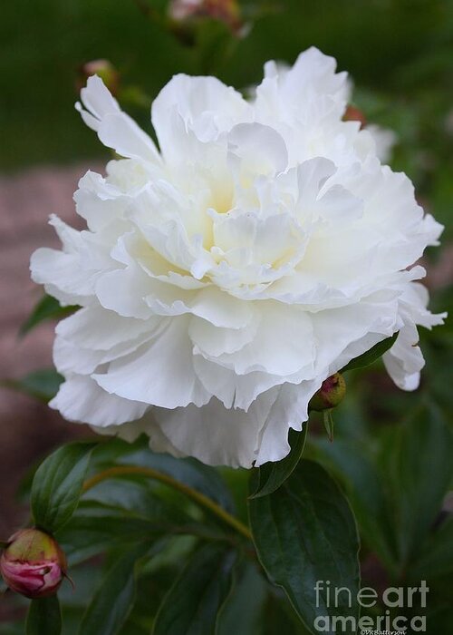 Peony Greeting Card featuring the photograph Spring Beauty by Veronica Batterson