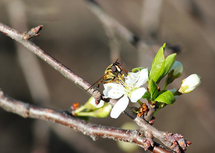 Spring Greeting Card featuring the photograph Spring Bee on Apple Tree Blossom by Ryan Crouse