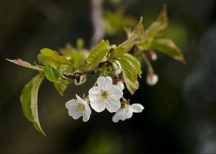 Branch Greeting Card featuring the photograph Spring Blossom by Spikey Mouse Photography