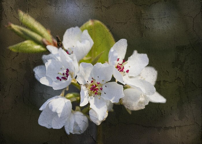 Pyrus Calleryana Greeting Card featuring the photograph Spring Blossoms by Kathy Clark