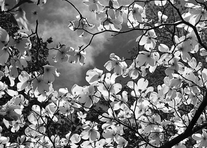 Black And White Greeting Card featuring the photograph Spring Dogwood -1 by Alan Hausenflock