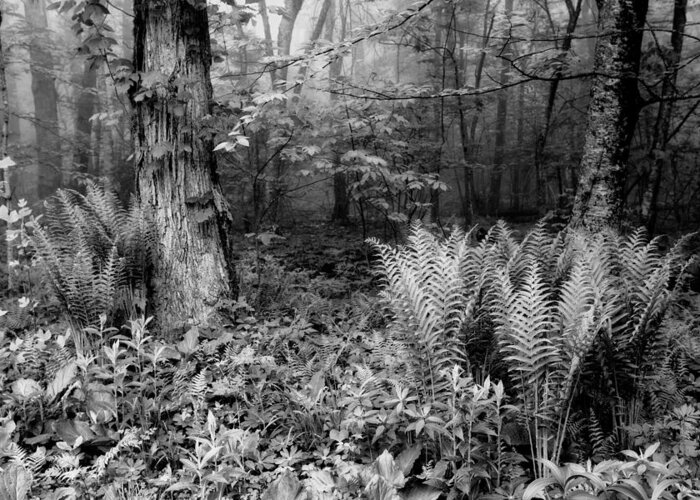 Blue Ridge Parkway Greeting Card featuring the photograph Spring Ferns of the Blue Ridge 1 BW by Dan Carmichael