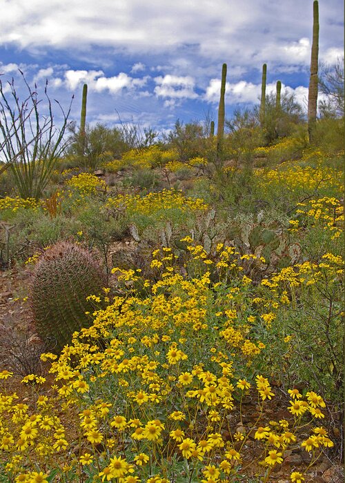 Spring Greeting Card featuring the photograph Spring in the Desert by Will Wagner