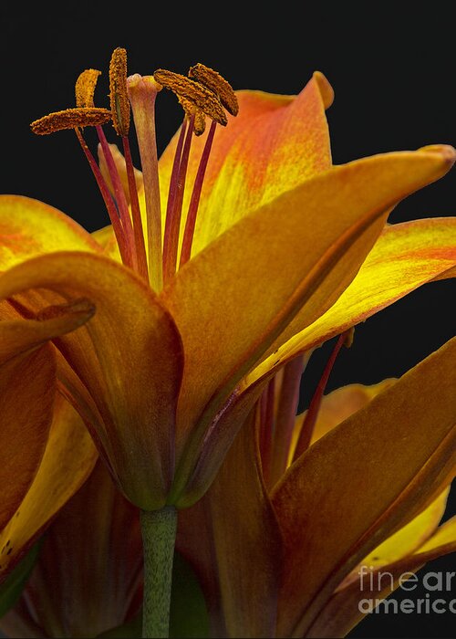 Lily Greeting Card featuring the photograph Spring Lily by Robert Pilkington
