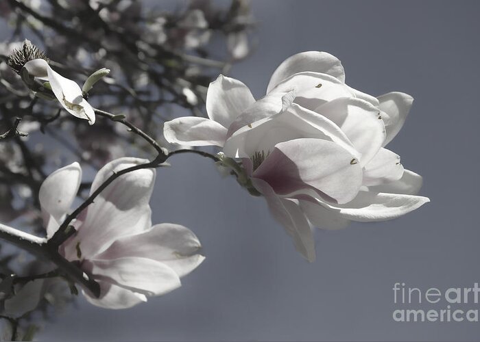 Spring Greeting Card featuring the photograph Spring Magnolias Tinted by Jim And Emily Bush