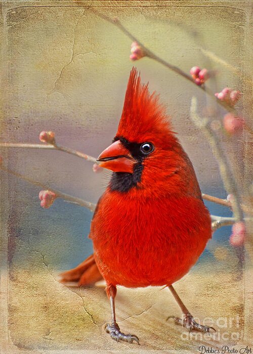 Bird Greeting Card featuring the photograph Spring Male Norther Cardinal by Debbie Portwood