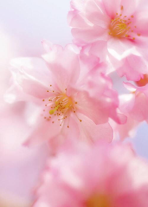 Petal Greeting Card featuring the photograph Spring Shine by Seiji Nakai