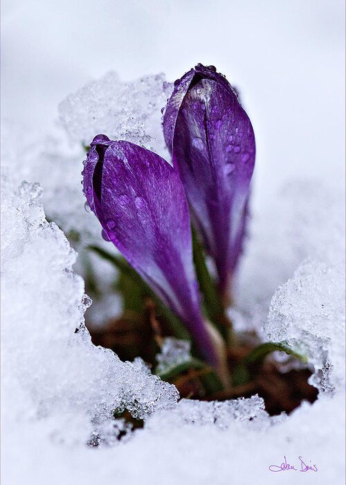 Flatlandsfoto Greeting Card featuring the photograph Spring Snow by Joan Davis