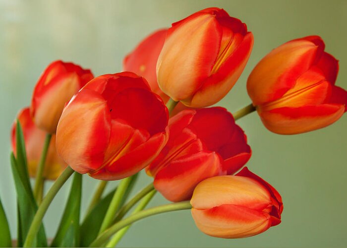  Greeting Card featuring the photograph Spring Tulips by Courtney Webster