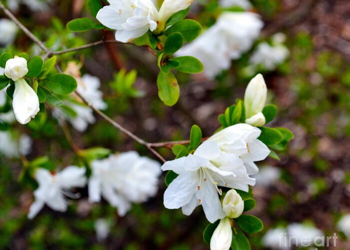 Spring thomas white