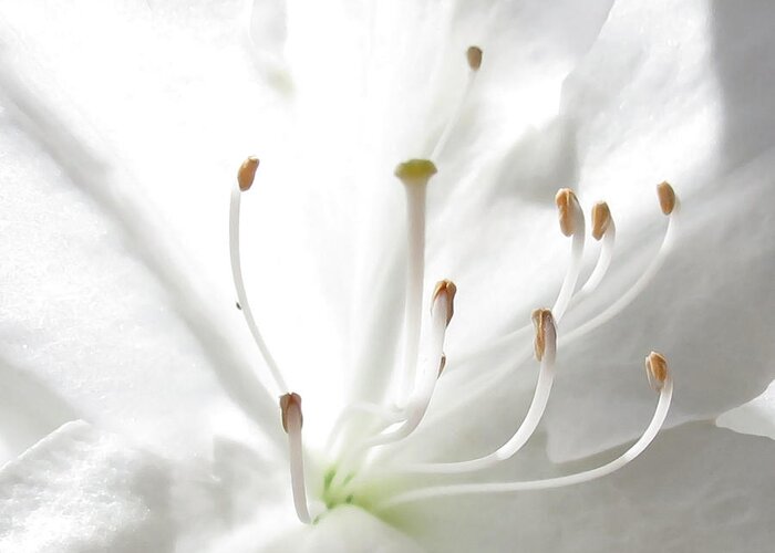 White Greeting Card featuring the photograph Spring White by Deborah Smith