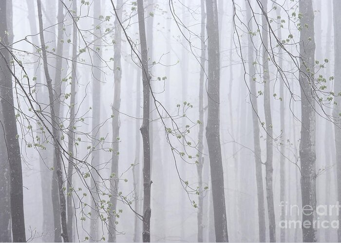 Spring Greeting Card featuring the photograph Spring Woodland Fog 1 by Alan L Graham