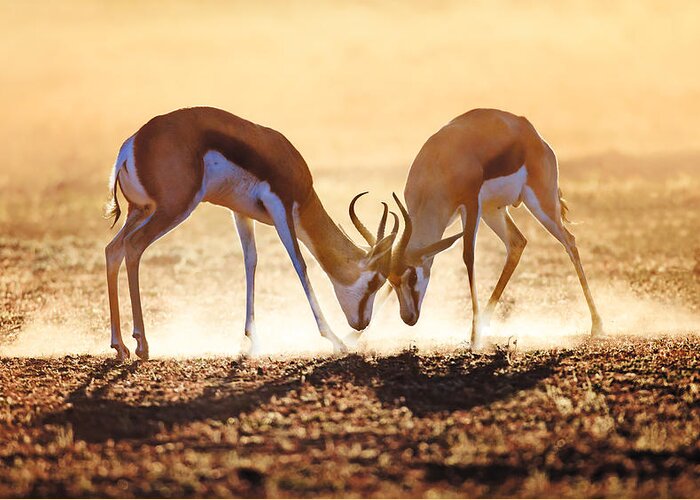 Springbok Greeting Card featuring the photograph Springbok dual in dust by Johan Swanepoel