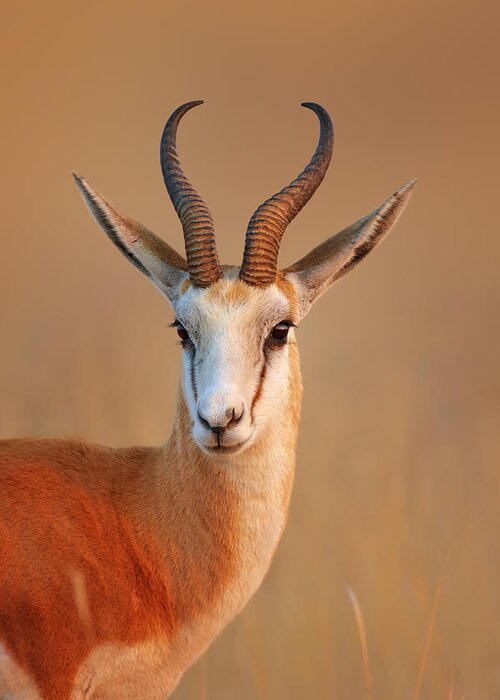 Wild Greeting Card featuring the photograph Springbok portrait by Johan Swanepoel