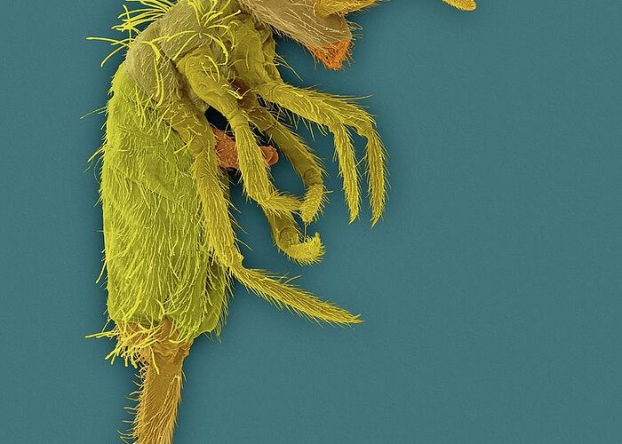 26430c Greeting Card featuring the photograph Springtail (order Collembola) by Dennis Kunkel Microscopy/science Photo Library