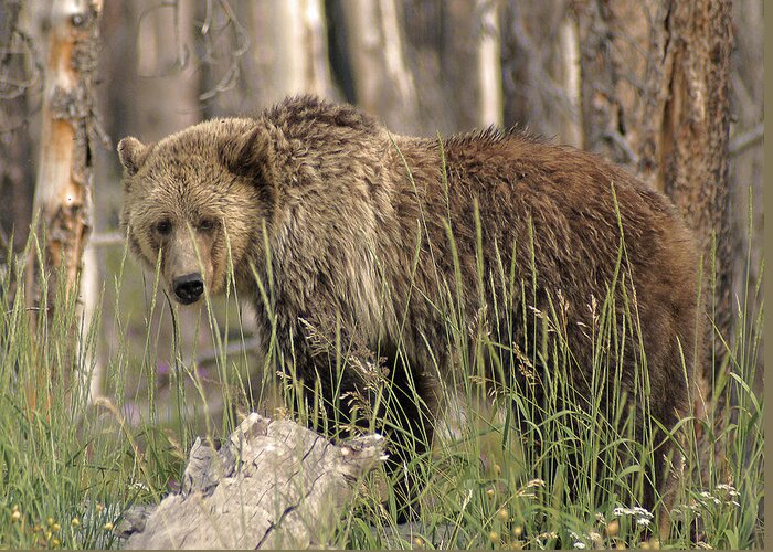 Animal Greeting Card featuring the photograph Springtime Grizzly in Yellowstone by Elaine Haberland