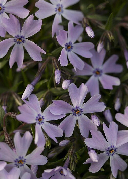 Andrew Pacheco Greeting Card featuring the photograph Springtime Phlox by Andrew Pacheco