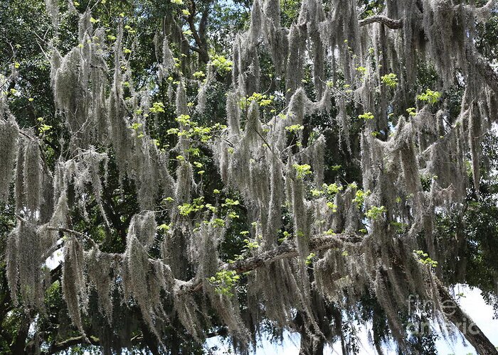 Spanish Moss Greeting Card featuring the photograph Springtime Spanish Moss by Carol Groenen