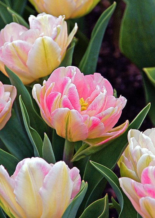 Parrot Tulips Greeting Card featuring the photograph Springtime Sprites -- Parrot Tulips by Byron Varvarigos