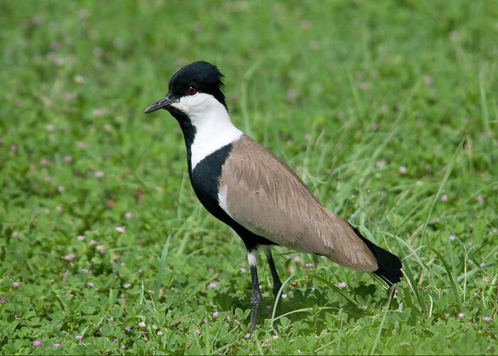 Bird Greeting Card featuring the photograph Spur-winged Plover by Nigel Downer