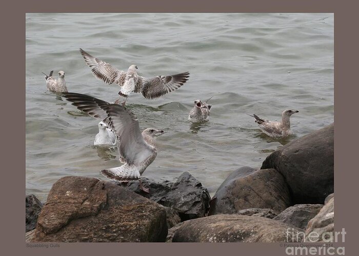 Bird Greeting Card featuring the photograph Squabbling Gulls by Patricia Overmoyer