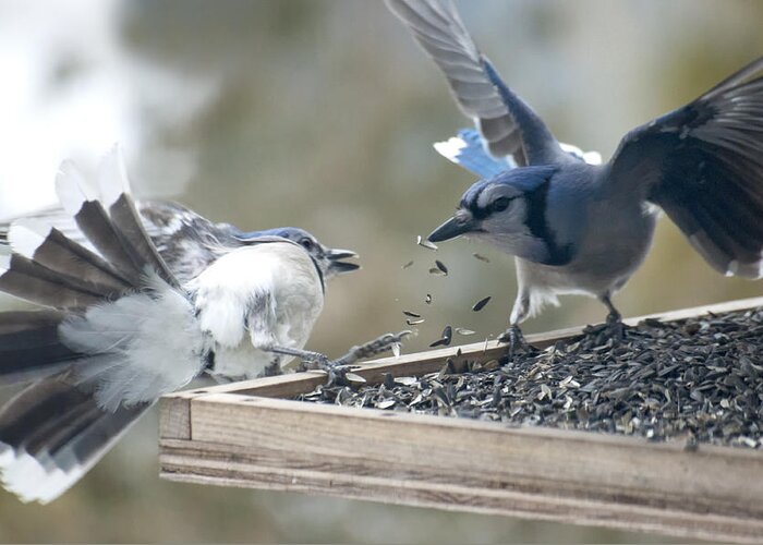 Birds Greeting Card featuring the photograph Squabbling Jays by Ross Powell