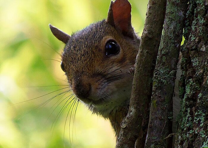 Grey Squirrel Greeting Card featuring the photograph Squirrel 025 by Christopher Mercer
