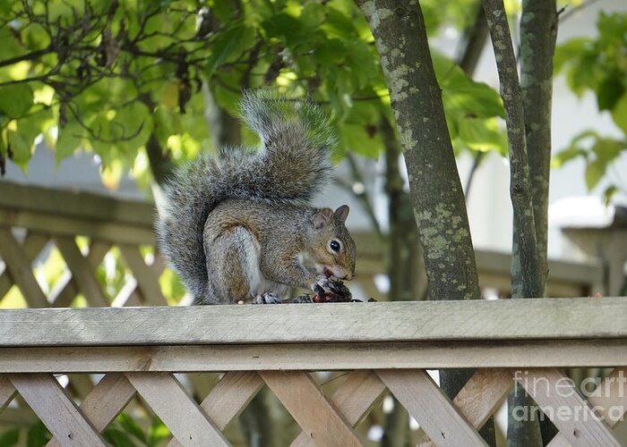 Squirrel Greeting Card featuring the photograph Squirrel on the Backyard Fence by John Mitchell