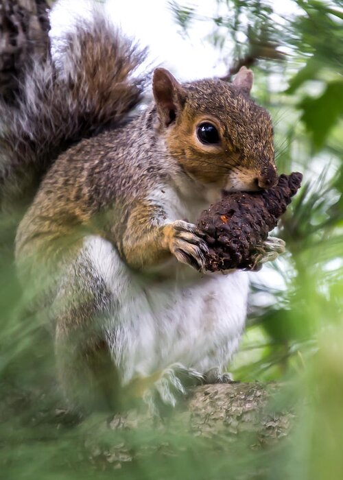 Squirrel Greeting Card featuring the photograph Squirrel With Pine Cone by Scott Lyons