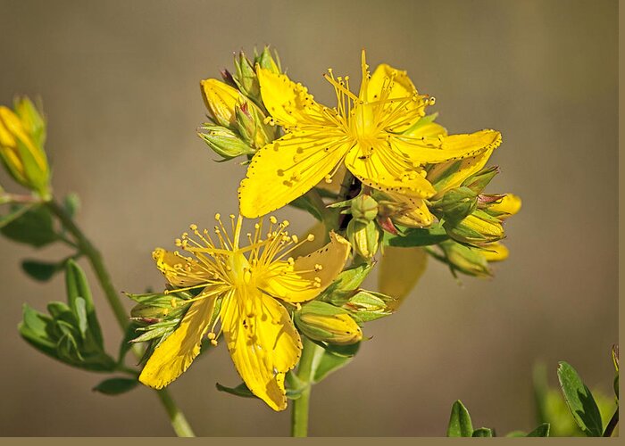 St Johns Wort Greeting Card featuring the photograph St Johns Wort by Betty Depee