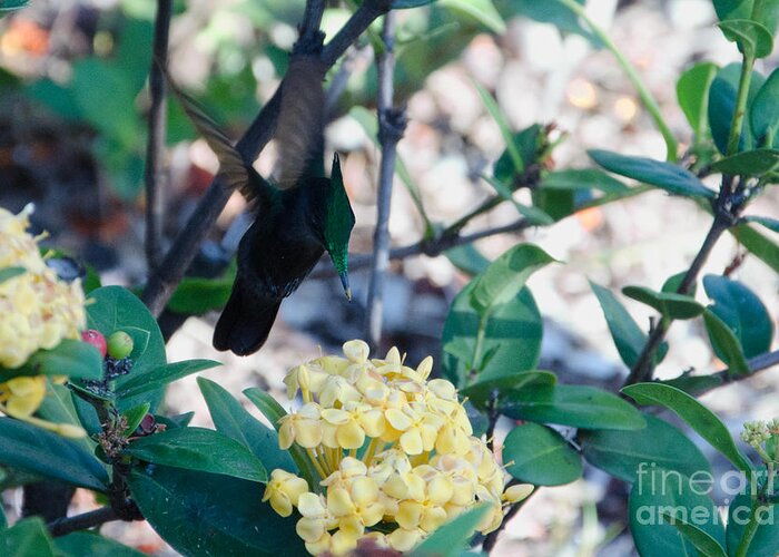 St. Lucia Greeting Card featuring the photograph St. Lucian Hummingbird by Laurel Best