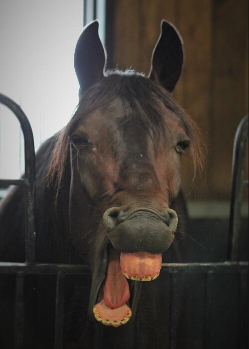 Horse Greeting Card featuring the photograph Stable Humour by Karl Anderson