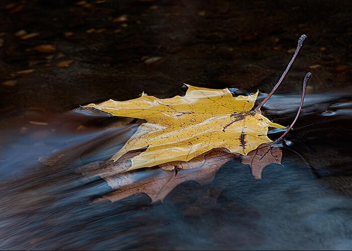 Autumn Greeting Card featuring the photograph Stacked Autumn Leaves On Water by Gary Slawsky