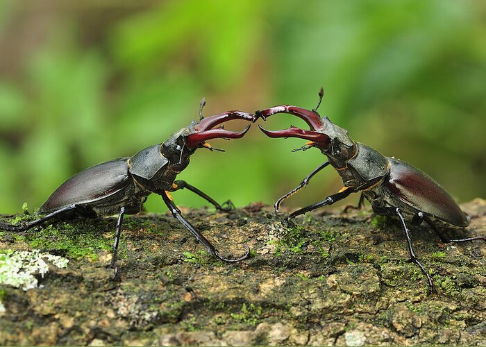 Feb0514 Greeting Card featuring the photograph Stag Beetle Fighting Switzerland by Thomas Marent