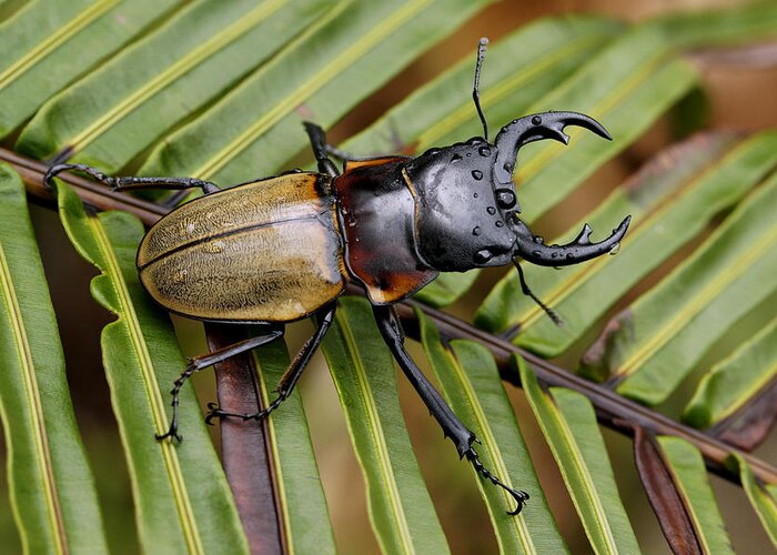 Feb0514 Greeting Card featuring the photograph Stag Beetle Malaysia by Hiroya Minakuchi